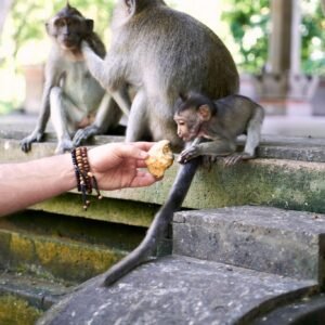 Ubud Monkey Forest & Rice Terrace Tour