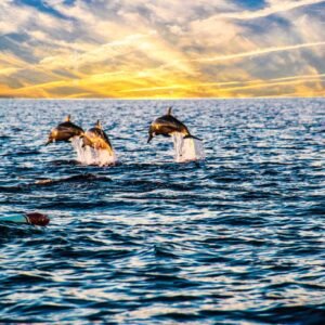 Bali Dolphin Watching Lovina – Sunrise Dolphin Tour
