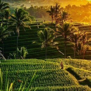 Ubud Tour All Inclusive