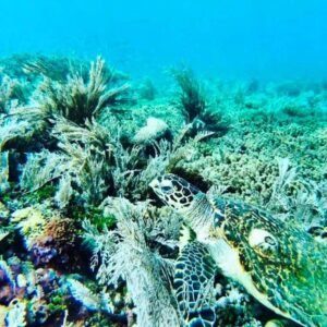Blue Lagoon Snorkeling