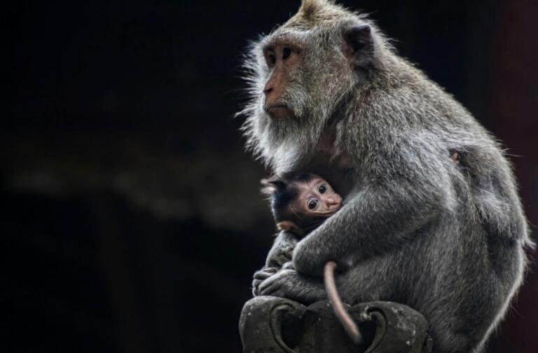 Monkey Forest, Ubud Palace, Swing, Rice Terrace, and Tirta Empul